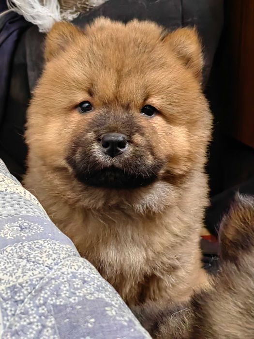 Чау-Чау малки кученца