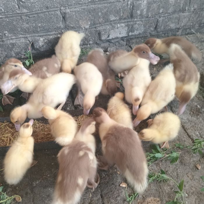 Продам индоутят.