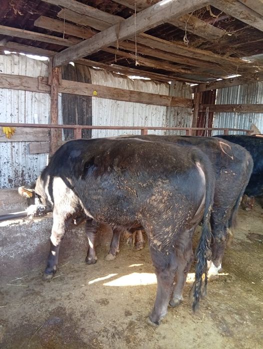 Крупно рогатый скот быки ,телка