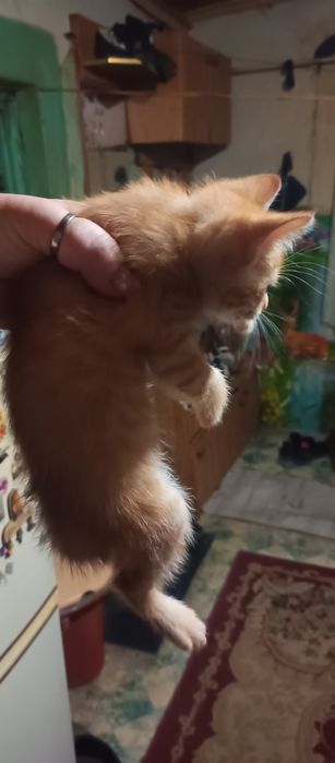 Котята. Домашние