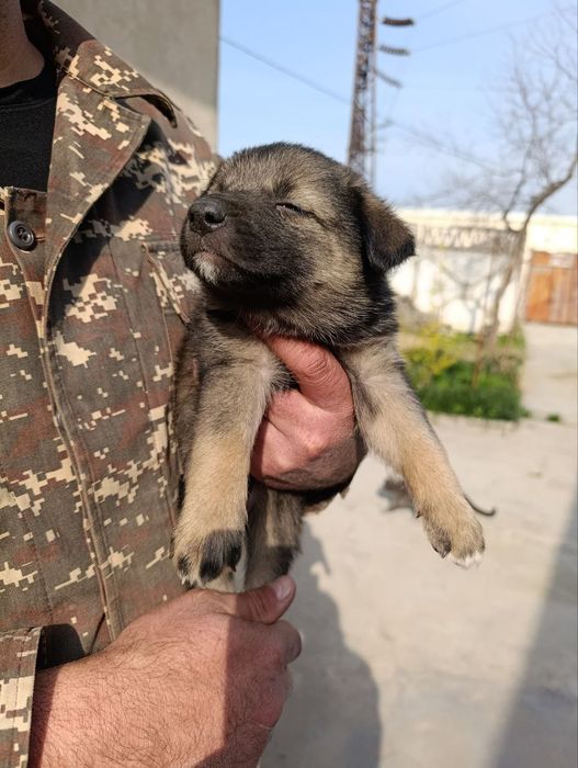 Щеночки отдам в хорошие руки