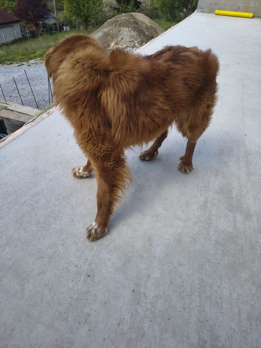 Câine de donat urgent