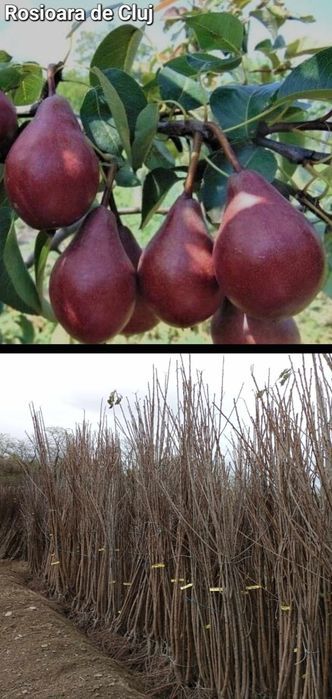 Visini-pomi fructiferi