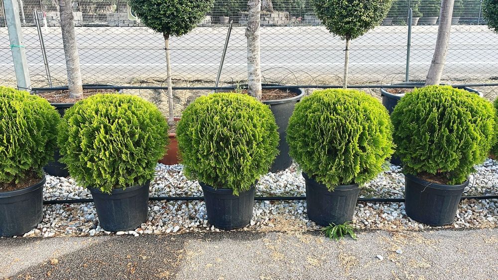 Vând plante ornamentale de tip globular