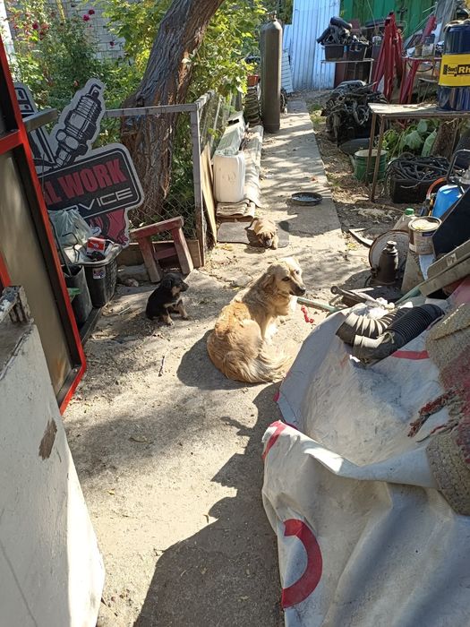 Отдам щенков в добрые руки