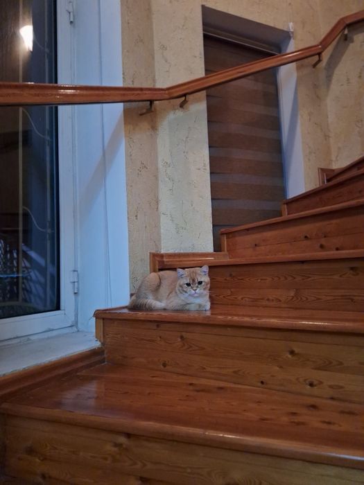 Skottish strayt 10 oylik