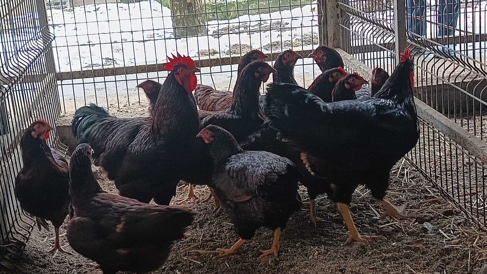 Oua pentru incubat de gaini din rasele outoare si grele