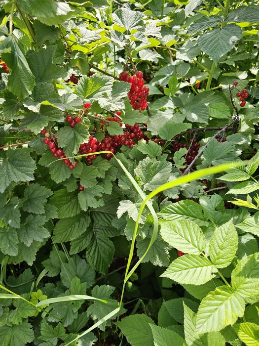 Продам кусты смородины, красный чёрный.