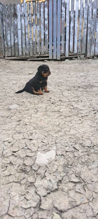 Pui de  rottweiler
