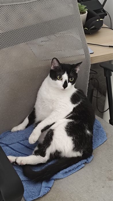 Adopție – Două pisici minunate își caută o nouă casă!