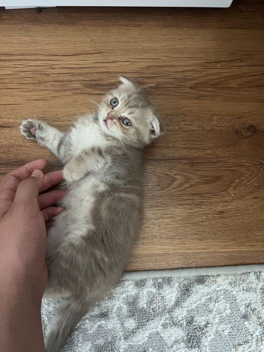 Вислоухий котенок