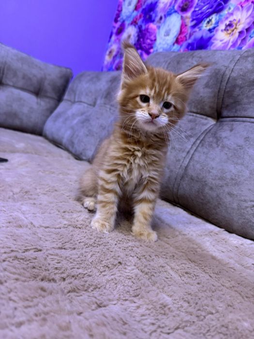 Продам  котят Мейн-Кун.