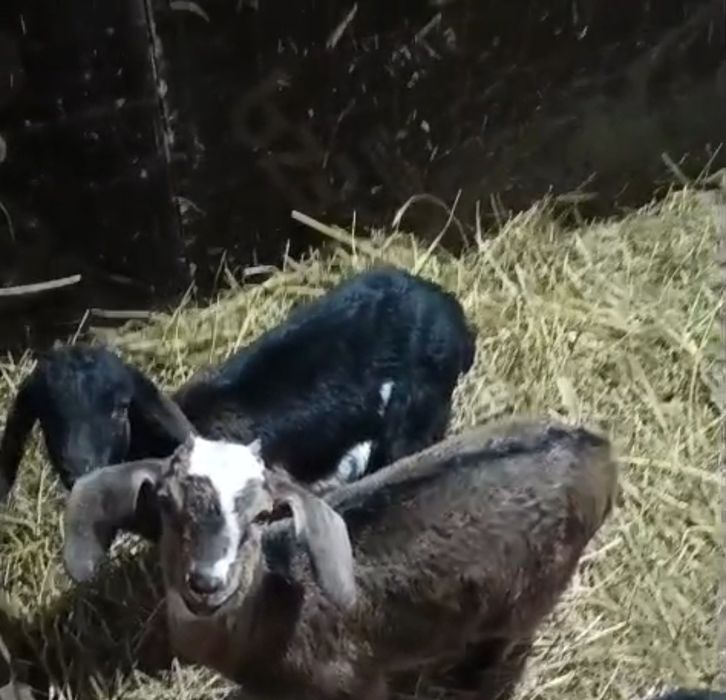 Продам Козлята Альпийские