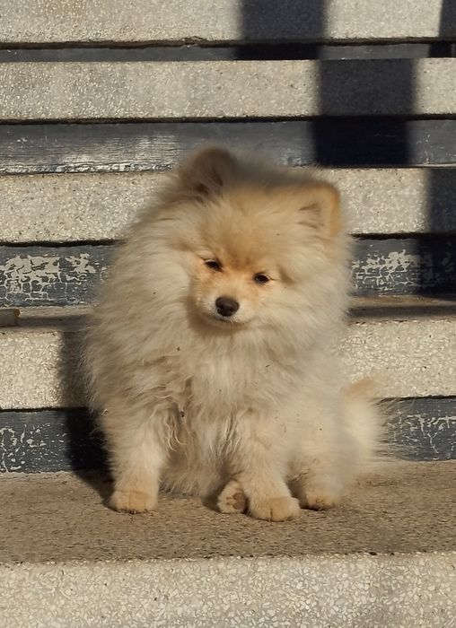 Продавам Померан,3 момичета