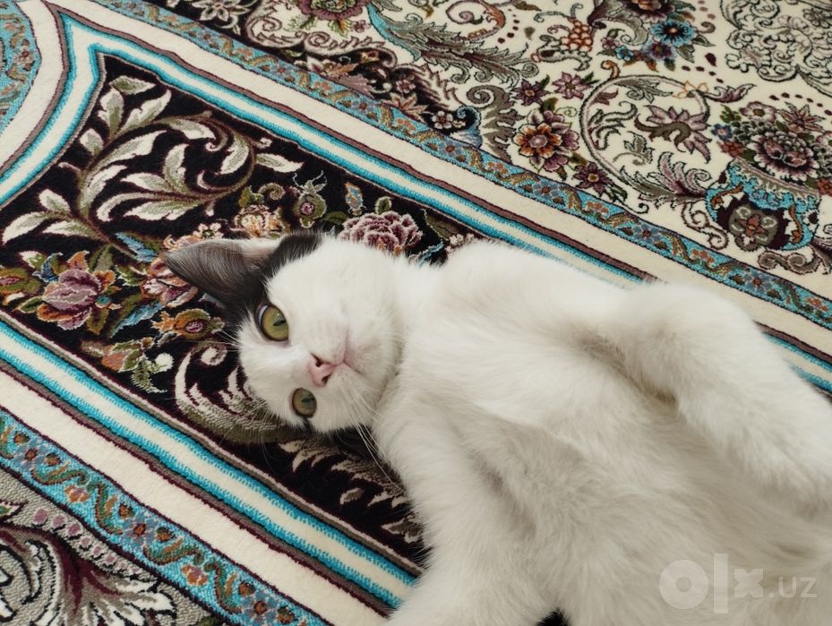 красивая котёнка Маркиз