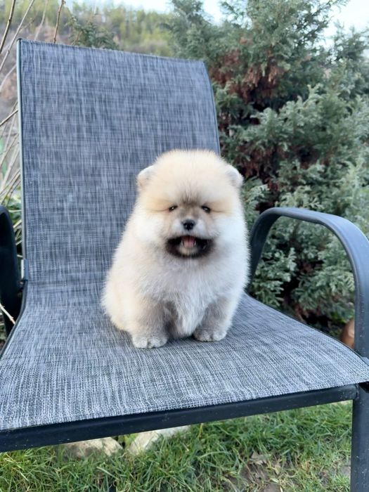 Померан мини момче със втора ваксина