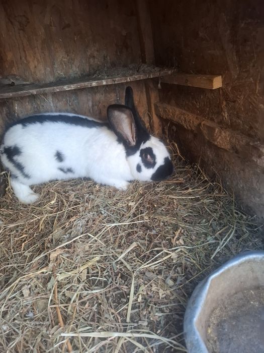 Devinzarw Iepuri fluture