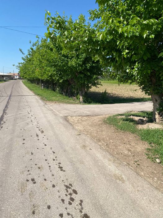 Toshkent viloyati Piskent tumanida yer uchastkasi sotiladi 15 sotixi