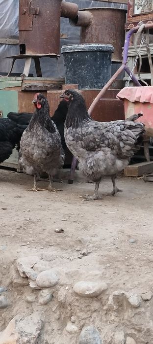 Джерсиски гегант тухум ва жужасига заказ оламиз