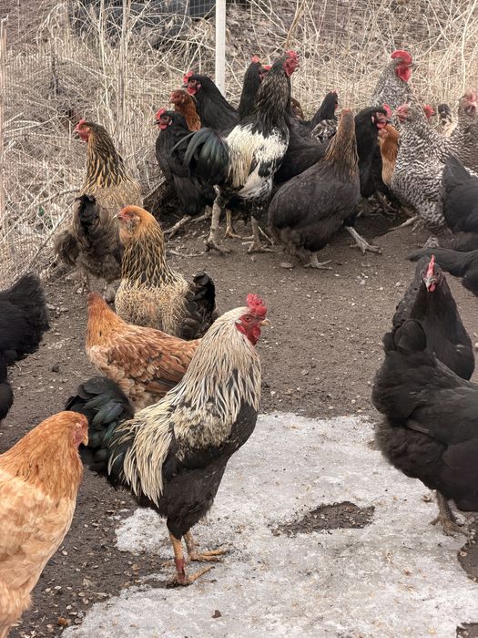 Продам красивых курей петухов