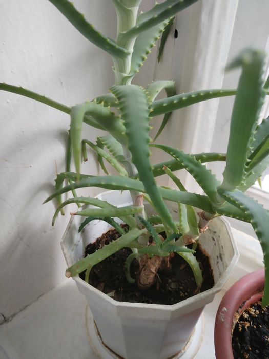 Цветы комнатные.