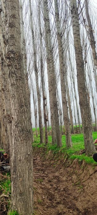 Тераклар бор сотилади