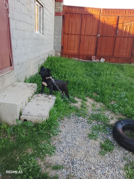 Ит сатылады бурнида тұр