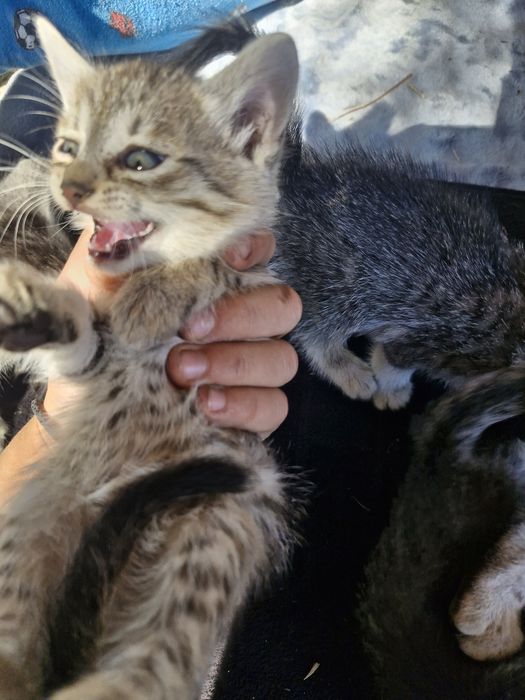 Pisici care caută o casă