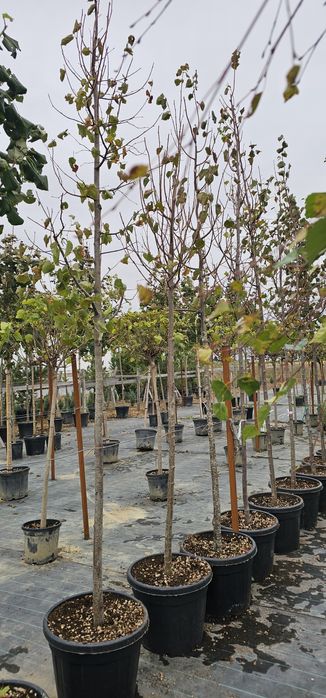 Thuja leylandi / Catalpa globulara Mesteacăn Tei