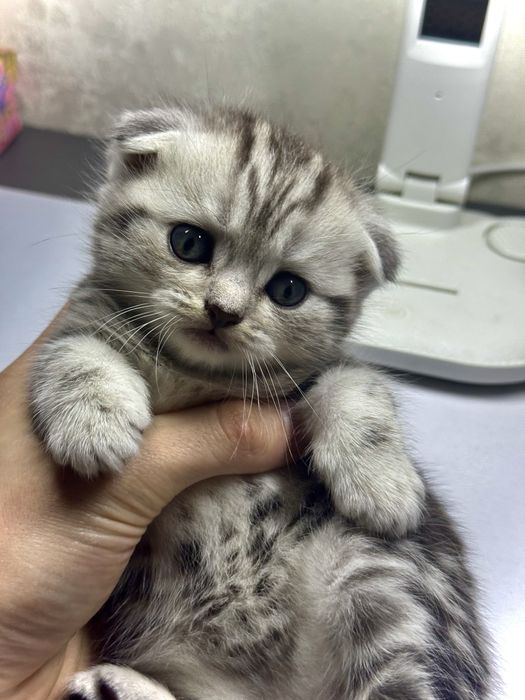 Продам Шотланских Котят
