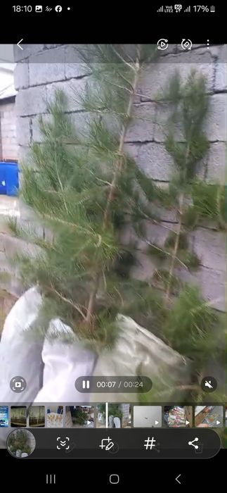 Свежий ёлкалар сатылады