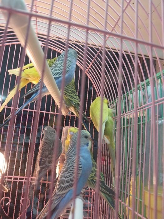 Попугай волнистые