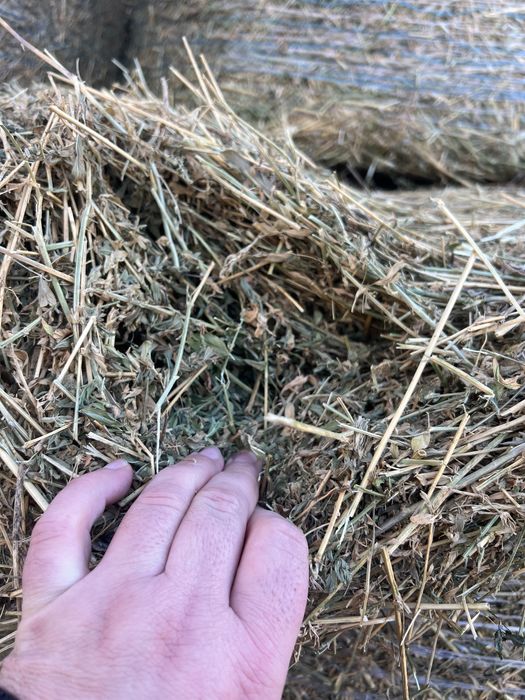 Baloti lucernă si de coceni(avem si transport contra cost motorina)