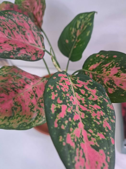 Аглаонема. Продам.