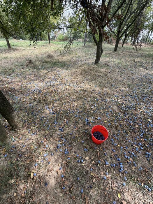 Prune de tuica de vanzare
