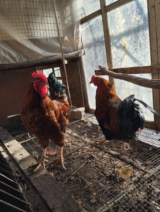 Продаем 2петуха кученские