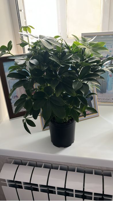 Комнатные растения