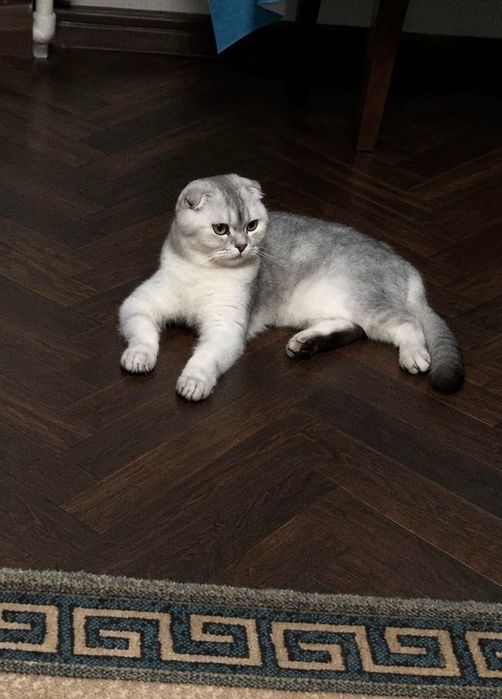 Продажа шотландских котят!