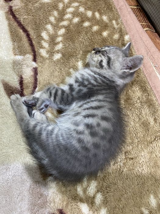 2 котенка. Серый мальчик, цветная девочка