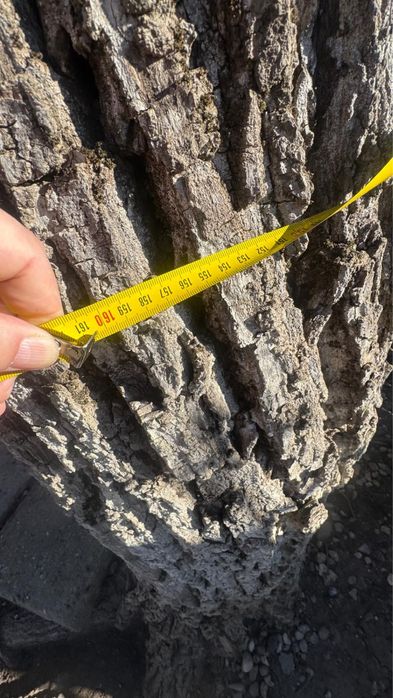 2 buc Nuc gratis taiat