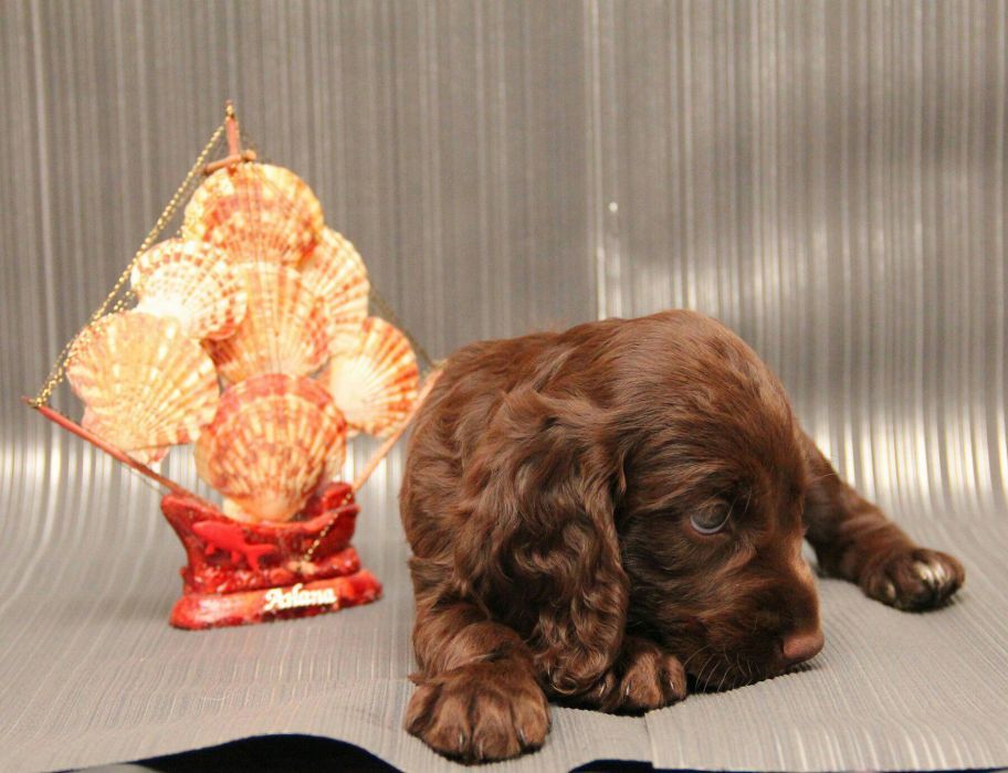 Спаниельки ШОКОЛАДКИ