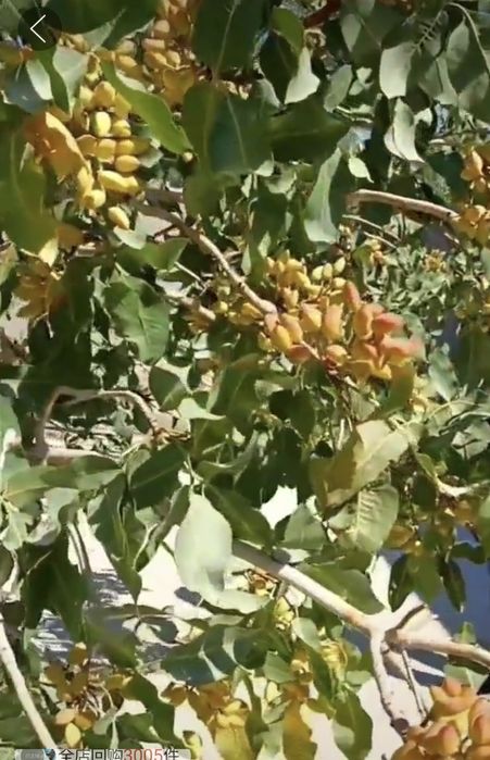 Саженцы фиствшки