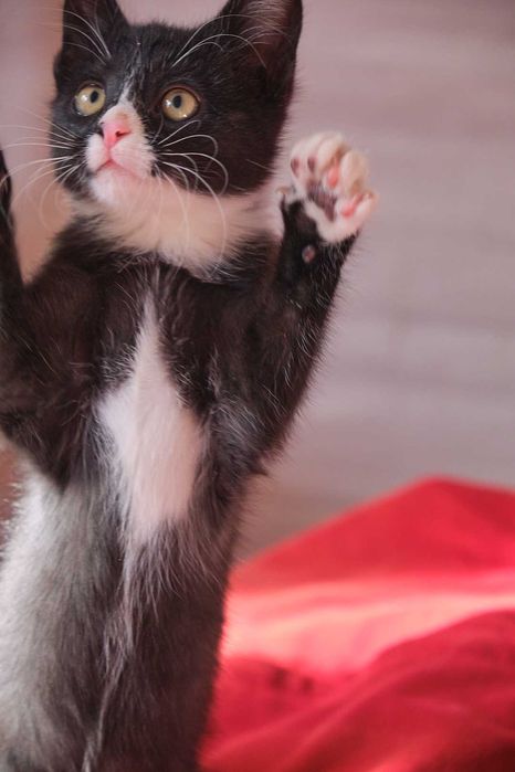 Котенок 3 месяца