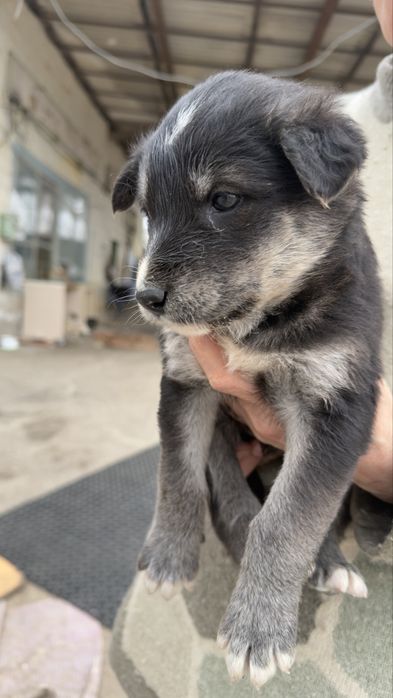 Отдам щенят в хорошие руки