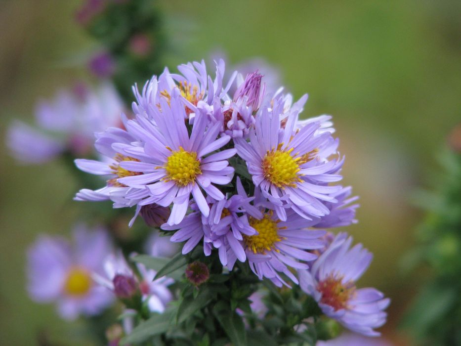 Canon PowerShot S5 IS