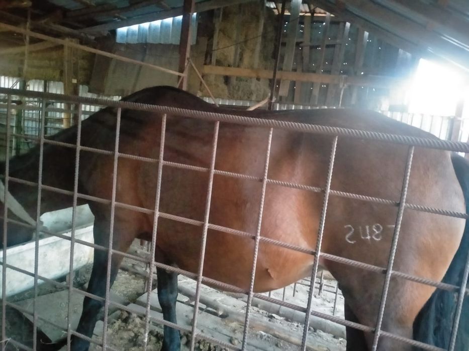 Продам лошадей кабылы доеные