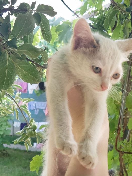 Kickina mushukchamiz yaxshi mexribon oilaga berladi