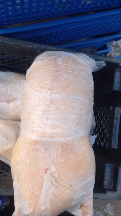 Продам Домашних гусей!