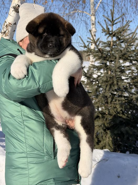 Щенки Американской Акиты