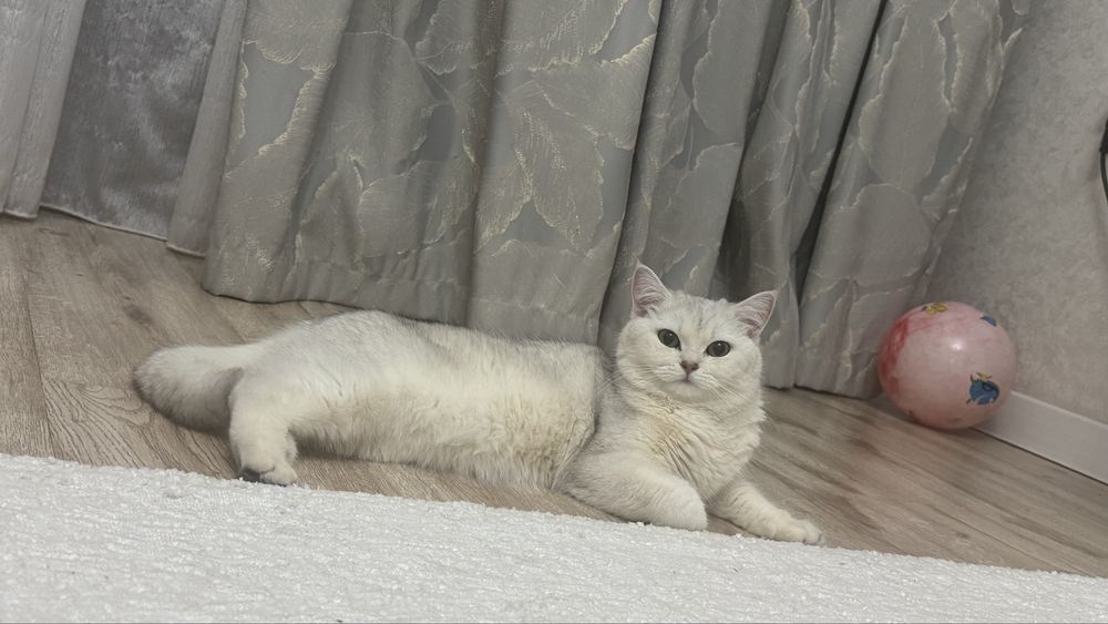 Британка короткошерстная